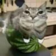 byd小猫
