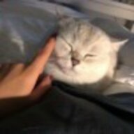 xusho
