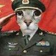猫1312