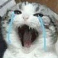 一只猫猫头