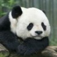 泪奔的猫熊