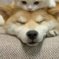 对方正在输入…