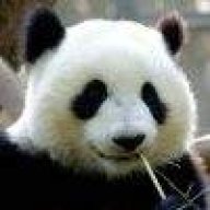贵州的大熊猫