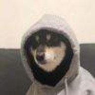 这猫好大只