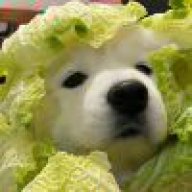 小鱼不上班