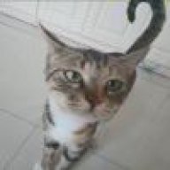 一只无聊的猫猫