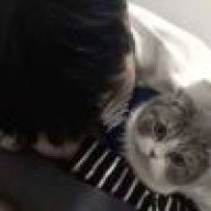 藏于盛夏
