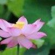 芦荟叶子