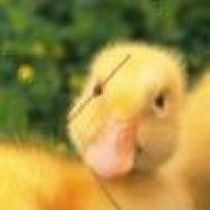 戈登登