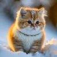 (๑ت๑)