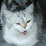 shiroineko