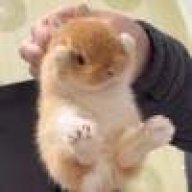 Bunny 🐇イメージ