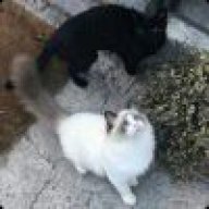 我的心在海对面