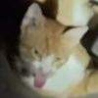 ₍^˶ ╸𖥦 ╸˵^₎⟆