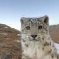 小马珍珠跑最快