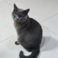 猫车a1