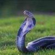 爱尔兰正宗盐焗snake🐍