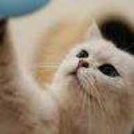 芜.仲夏的猎户座