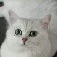猴ttt
