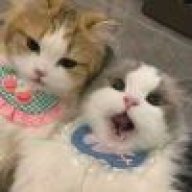 小猫好困