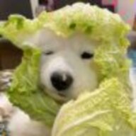 哇啦啦啦啦