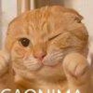 猫猫哦