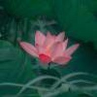 花开富贵wow