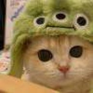 这啥猫
