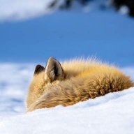 fox339