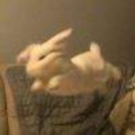 海边溜达的兔子