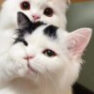 且听龙吟
