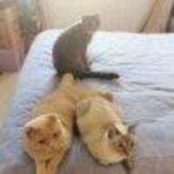 是花猫