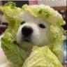 比奇堡第一狙神章鱼哥