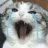 一只猫猫头