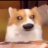 大傻狗🐶BBLUE