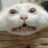 奉系猫大帅