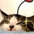 猫头老军师